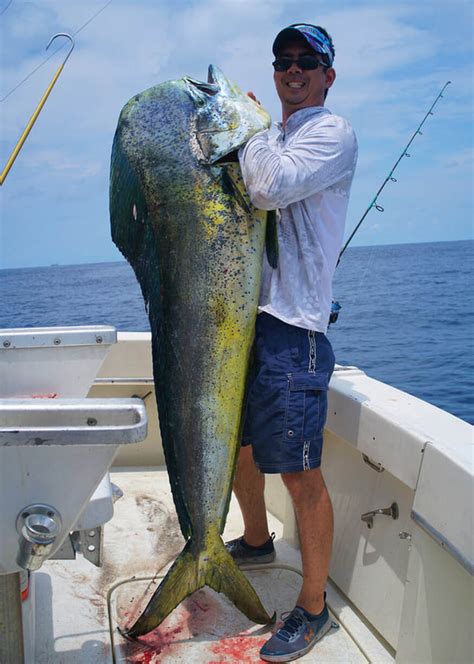 dorado fish|Mahi.